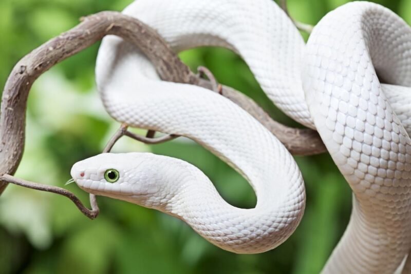 Nằm mơ thấy 2 con rắn màu trắng dự báo điều gì?